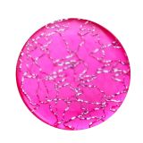 Lady's Overcoat Button