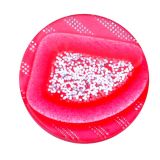Lady's Overcoat Button